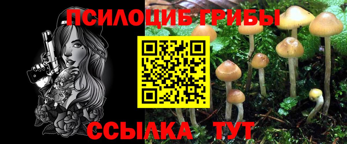 Псилоцибиновые грибы Psilocybe Сергиев Посад